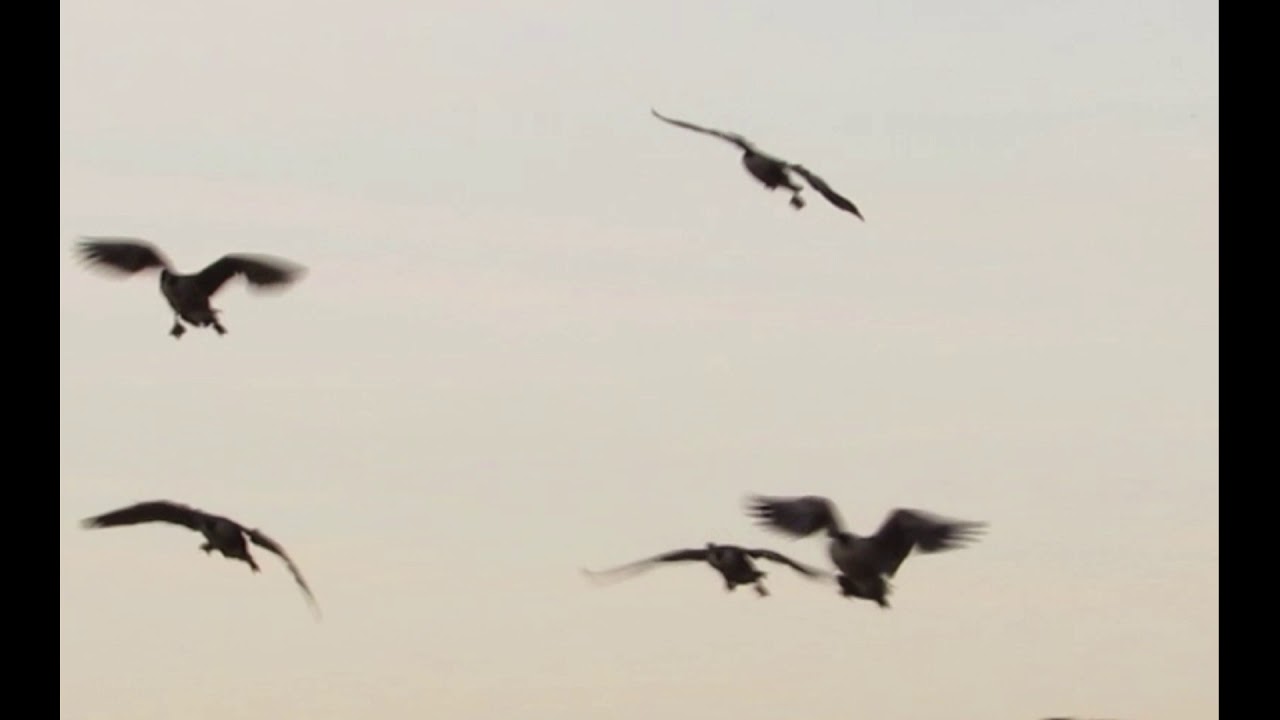 Goose Hunting 2019 Early season Sussex County Delaware YouTube