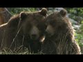 Meet Scarface: Tracking Yellowstone's Iconic Grizzly Bear