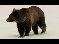 Meet Scarface: Tracking Yellowstone's Iconic Grizzly Bear