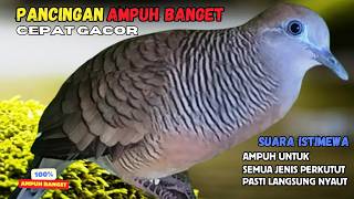 Perkutut Lokal Gacor Suara Kung Besar Pancingan Semua Perkutut Agar Cepat Bunyi! | Zebra Dove 194