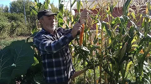 ¿Cómo es el proceso de las palomitas de maíz?