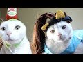 CAT TRIES ON HALLOWEEN COSTUMES