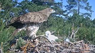 Àguila marcenca, Parc Natural dels Ports gadożer  tata z wężem mama karmi jedynaka  2024 06 05