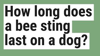 How long does a bee sting last on a dog?