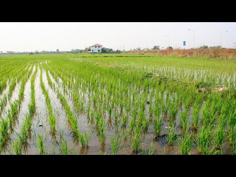 В Таджикистане началась посевная риса