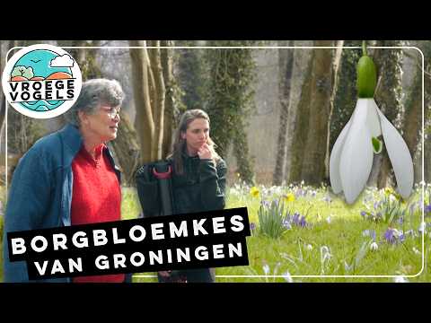 Stinzenplanten kleuren de Groningense landgoederen | TV | Vroege Vogels