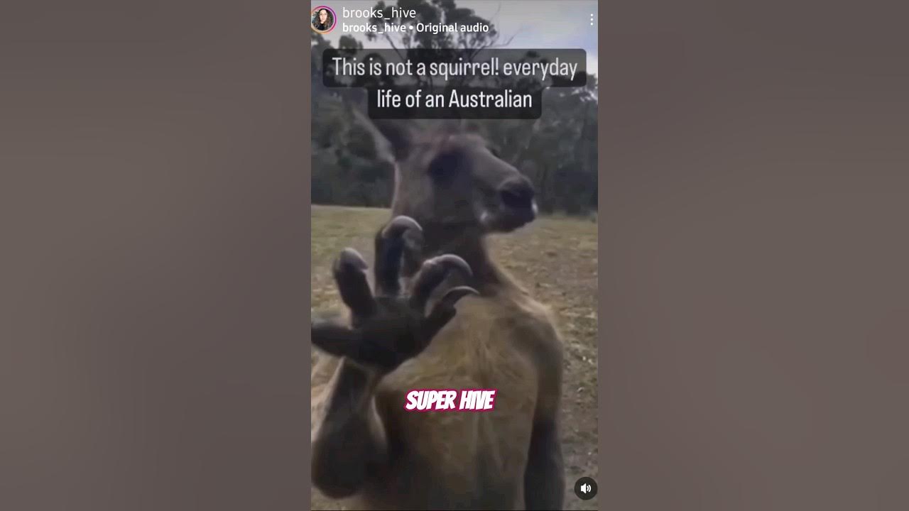 KANGAROO MAKING A SURPRISE VISIT #youtubeshorts #animals #stitch #reaction # shorts - YouTube