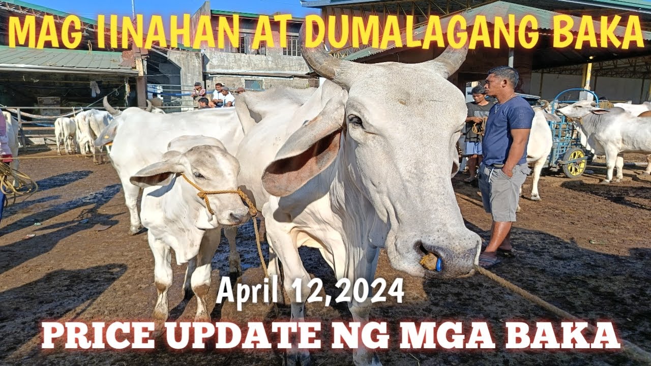 Price Update ng Inahin at Dumalagang Baka! - YouTube