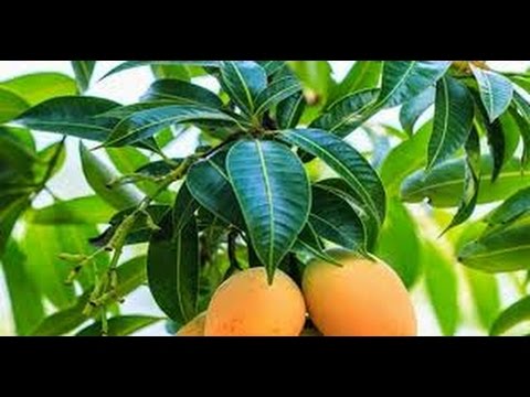 9 vinayaka chaviti eka vimsati patram choota patram youtube