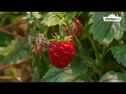 Video: Blühen Erdbeeren mehr als einmal?