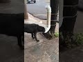 cuida a los animales de la calle