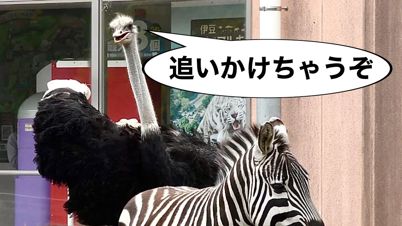 イソベサンタ アニマルサンタ シマウマ ダチョウ シマウマを追いかけます なかよくしたいのかな?【伊豆