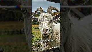 ALGO DE ERRADO ACONTECIA NESSA FAZENDA… prt2 #historias #relatosassustadores #terror