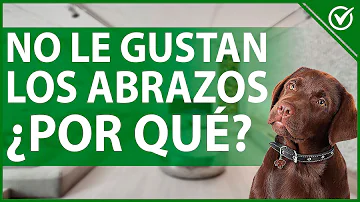 ¿A algunos perros no les gustan los mimos?