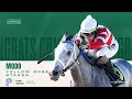 Modo - 2026 Yellow Rose Stakes