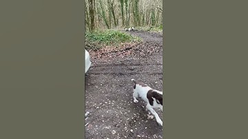 Excited English Springers ZOOM Around!