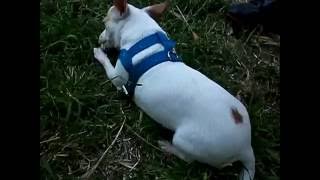 White Chihuahua (BUÇUK)