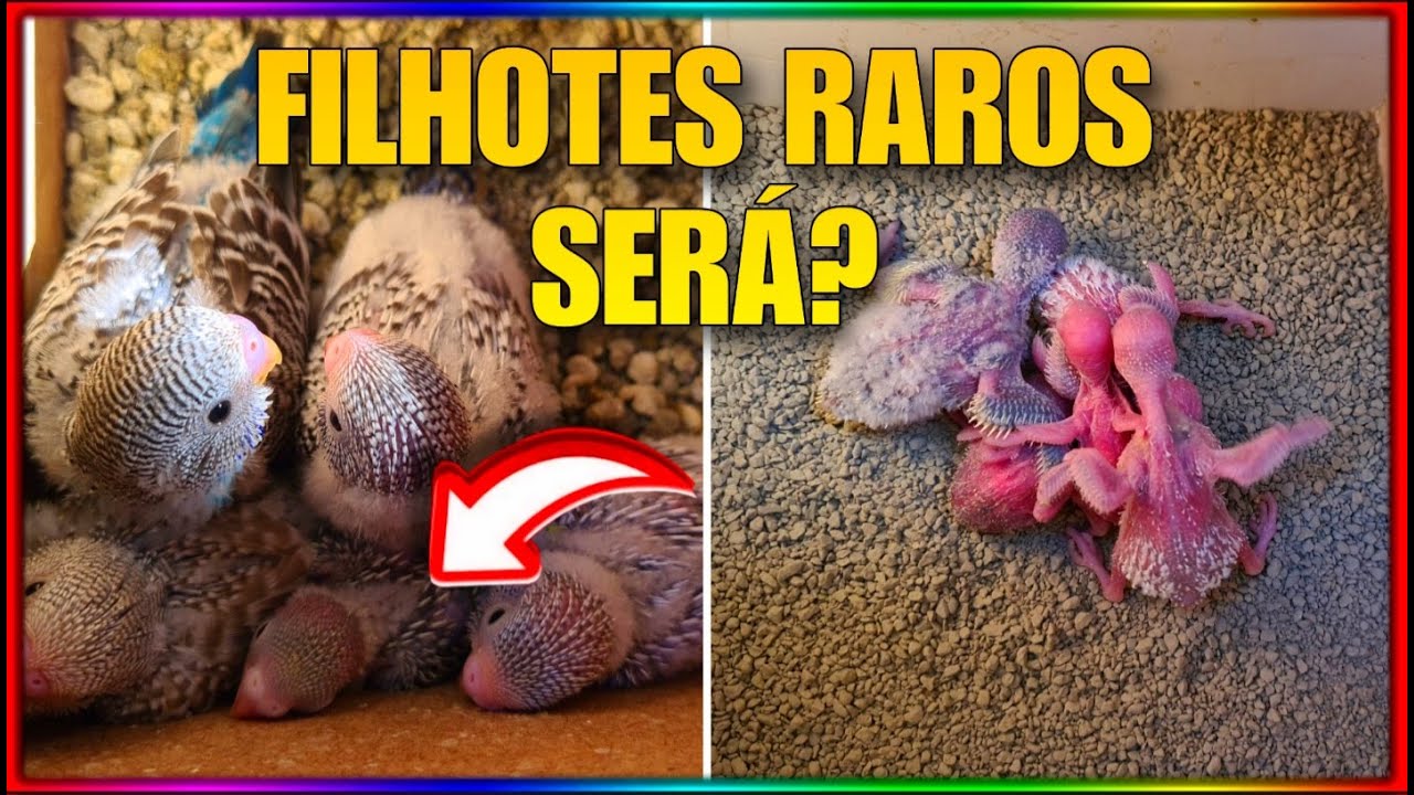 MOSTRANDO OS FILHOTES DE PERIQUITO DA MINHA CRIAÇÃO