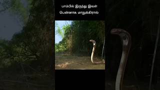 பாம்பில் இருந்து இவள் பென்னாக மாறுகிறால்#shorts #thriller movies