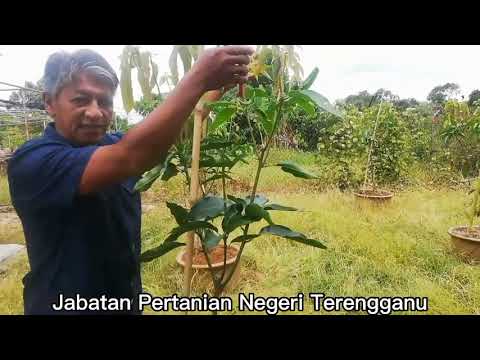 Video: Masa Terbaik Untuk Memangkas Pokok Buah-buahan - Cara Memangkas Pokok Buah