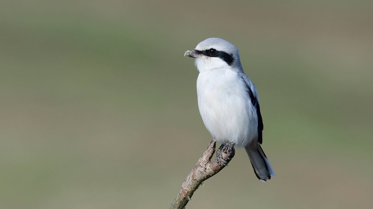 Der Raubwürger -  ein seltener Wintergast in der Eifel    4 k