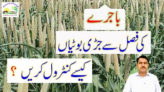 How to control weeds in millet crop|باجرے کی فصل میں جڑی بوٹیوں کیسے کنٹرول کریں ؟