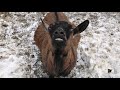 В лес через озеро. Улыбка козочки.