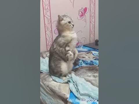 Очень смешной котик🤣. Очень смешное видео!!!🐈😻😳 - YouTube