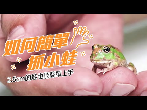 角蛙太小抓不住？再小的蛙都能輕鬆上手！【PACMAN TAIWAN】
