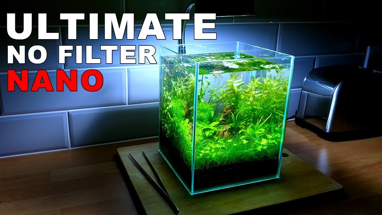 Nano Ecosystem Fish Tank You Can Put Anywhere! 