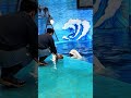 Beluga whale wants to play.🥰🙀