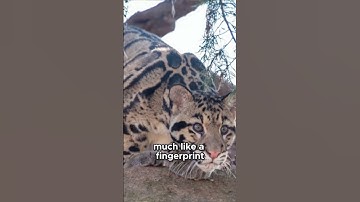 Unique Patterns of the  Sunda Clouded Leopard! | Natures Amazing Wonders