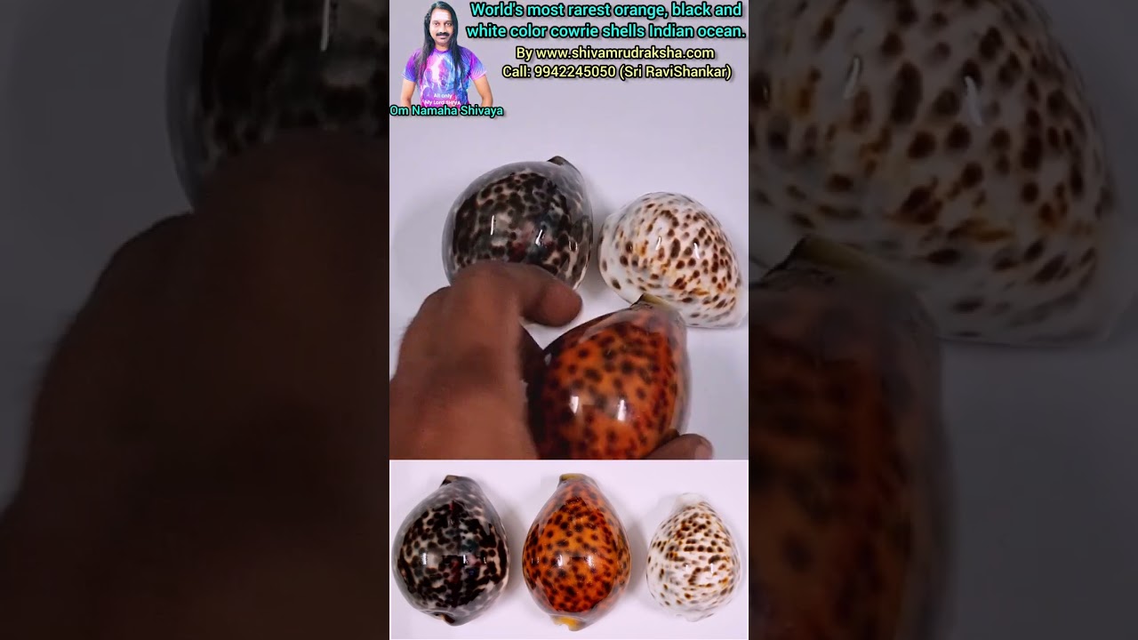 World's most rarest orange, black and white color cowrie shells Indian ocean.