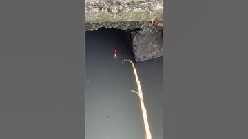 Câu cá rô đồng - chắc chắn là dậy.. #fishing #cauca #mientay