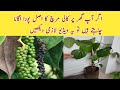 How to Grow Black Pepper True Plant at Home ll Kali Mirch ky Pody ki Pehchan