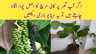 How to Grow Black Pepper True Plant at Home ll Kali Mirch ky Pody ki Pehchan