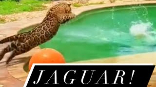 POOL PLAYTIME WITH TANK THE JAGUAR