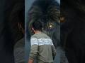 Lion Ai Short video | Horror shorts video #deepuinfo