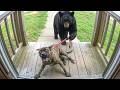 When Your Pet Brings Home a Friend