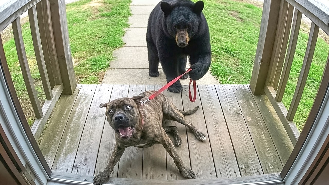 When Your Pet Brings Home a Friend