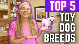 Top 5 Small Dog Breeds to Own!?
