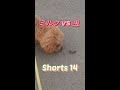 #Shorts ミルクVS虫