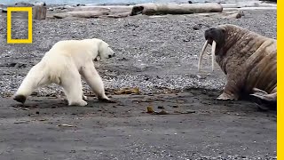 Mother Polar Bear, Desperate for Food, Tests Walrus | National Geographic