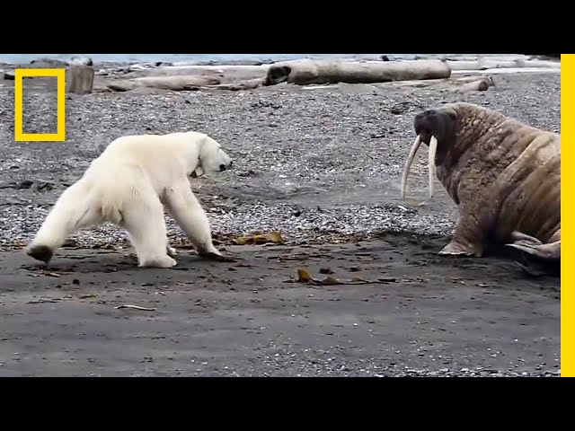 Mother Polar Bear, Desperate for Food, Tests Walrus | National Geographic -  YouTube