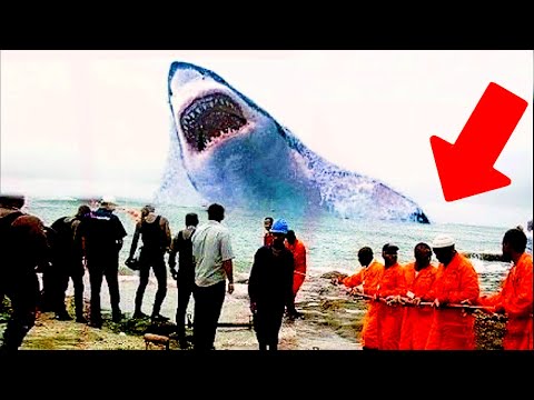 ეს ისტორიაში ყველაზე დიდი ზვიგენია რომელიც დაიჭირეს!