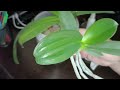 Орхидея бабочка отделяем деточку.Butterfly orchid separate baby.