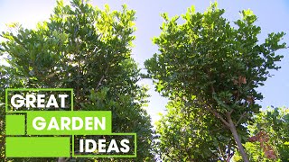 Tree planting 101 | GARDEN | Great Home Ideas