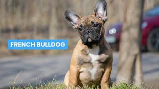 Best Breed Of Doggo For You Lap Dogs