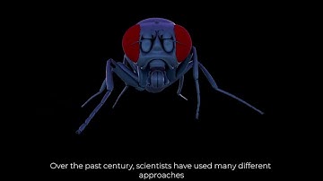 Discovery of the central pattern generator circuit (narrated)