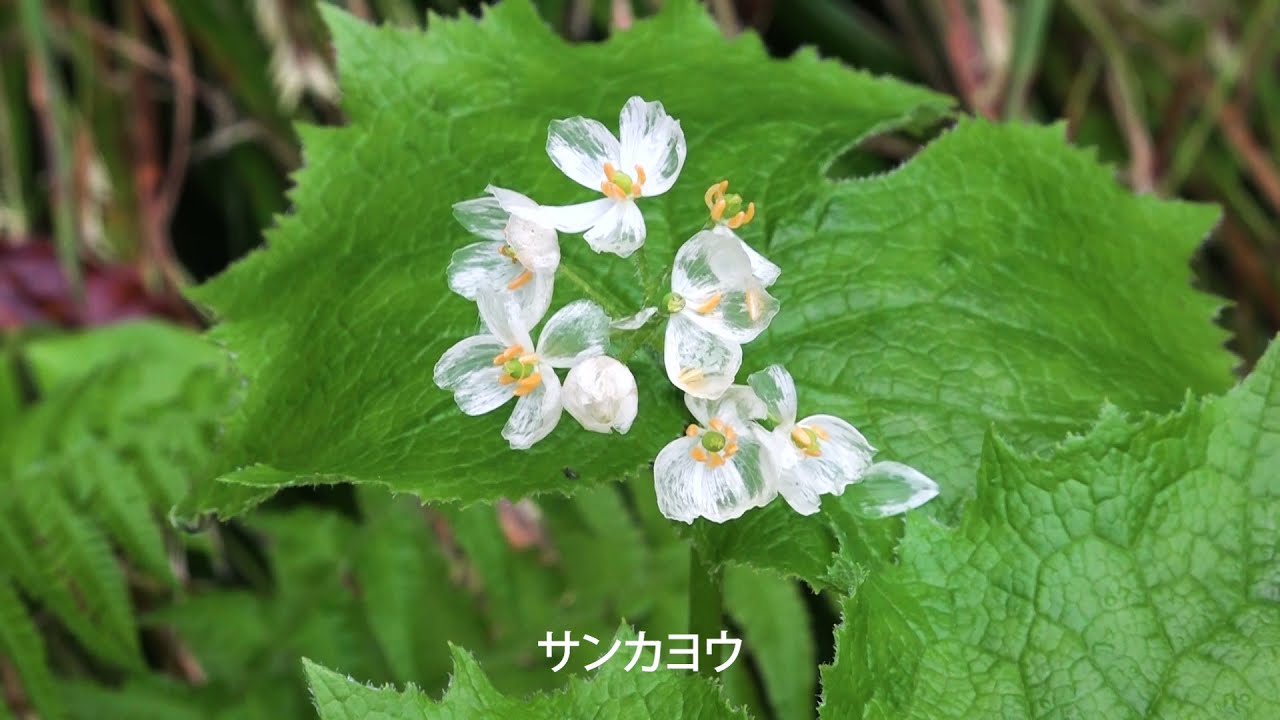 平家平～姥ヶ岳（1,454m）福井県大野市 2021.5.23